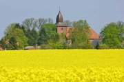 Vorne Raps, hinten Kirche Krusendorf