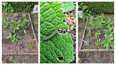 Beetflächen in Nortorf mit Pflanzen und Raupe