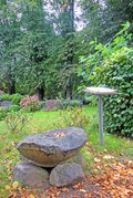 Feldlinge am Wegesrand