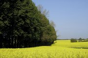 Rapsfelder und Bäume