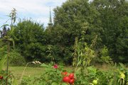Blumen und Bäume